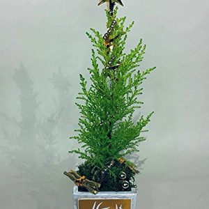 CH019-Polar Star Christmas Tree
