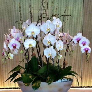 Luxury Orchid