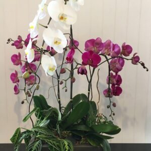 Orchids