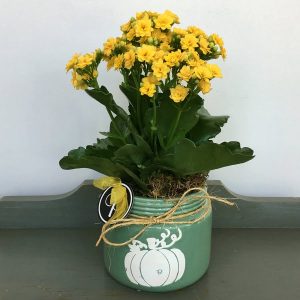 Pumpkin Jar Planter