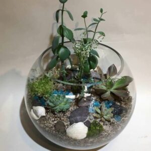 Succulents