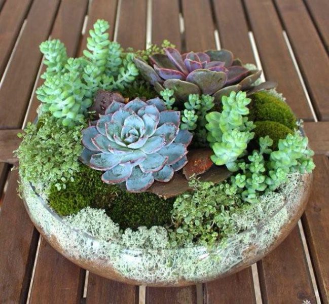 Succulent by Posy Floral Design