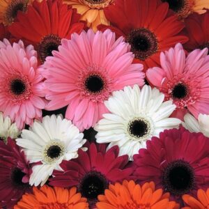 Gerberas