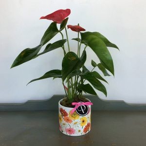 Special Buy by Posy Floral Design