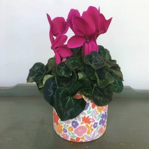 SB014 Special Buy by Posy Floral Design