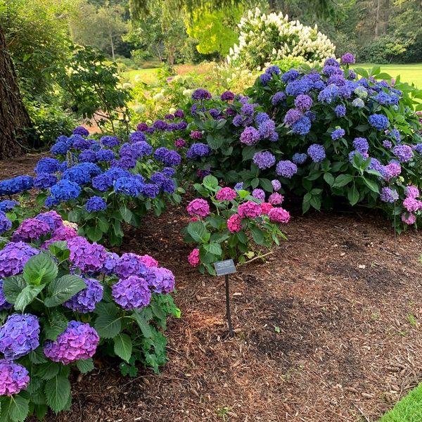 Hydrangea in Bouquets Post by Posy Floral Design