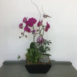 OR024 Orchid Plant