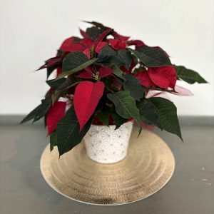 Poinsettia