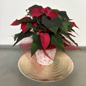 Poinsettia
