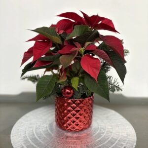 Poinsettia